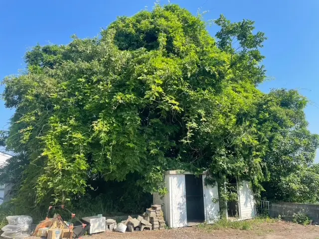 山形市の木の伐採作業